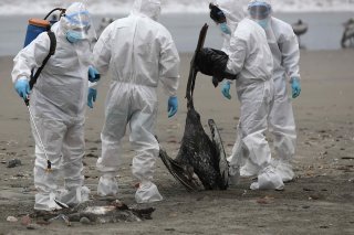 La grippe aviaire A (H5N1) est apparue pour la première fois en 1996, mais, depuis 2020, le nombre des foyers chez les oiseaux a explosé et un nombre croissant d'espèces de mammifères ont été touchées (archives). KEYSTONE/EPA EFE/PAOLO AGUILAR